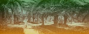 OASIS ET LE M ZAB 00021 DANS L OASIS DE BISKRA